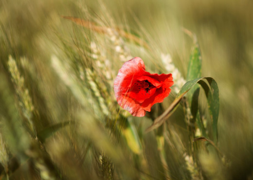 �1761544 �������(a): ����������:3840x2719